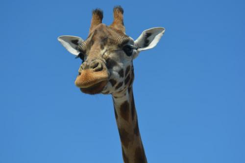 Giraffe